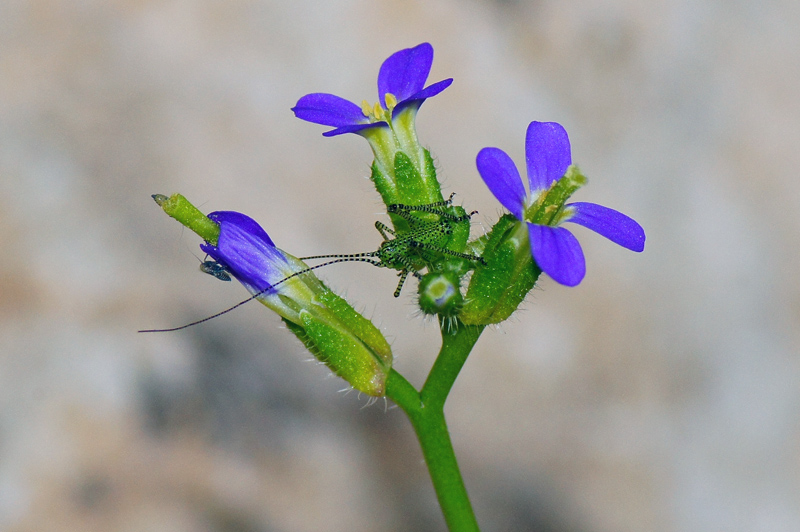 Piccolo insetto zebrato da identificare